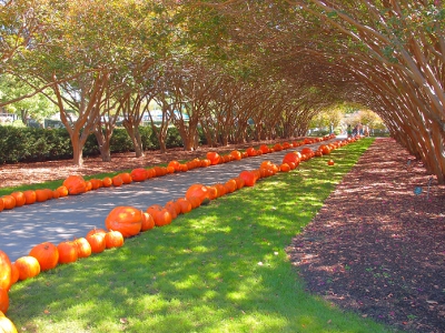 [A pathway lined with pumpkins under a thick arch of crape mytle.]